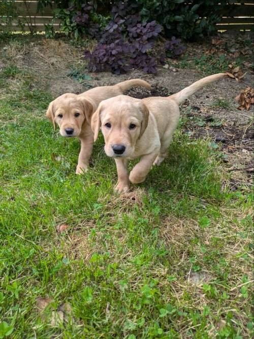 KC Registered Working Line Labrador Puppies for sale in Llandudno, Conwy - Image 5