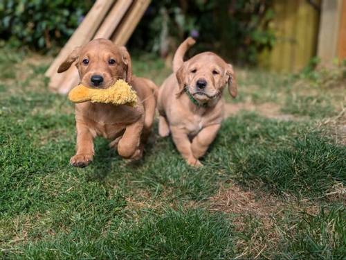 KC Registered Working Line Labrador Puppies for sale in Llandudno, Conwy - Image 6