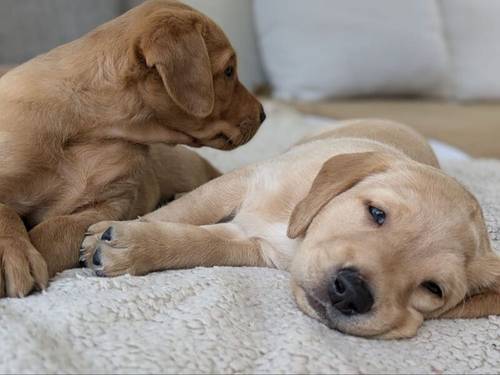 KC Registered Working Line Labrador Puppies for sale in Llandudno, Conwy - Image 7