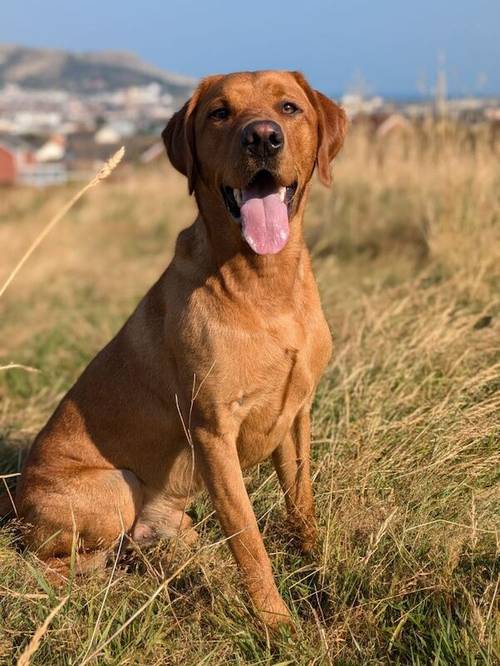 KC Registered Working Line Labrador Puppies for sale in Llandudno, Conwy - Image 8