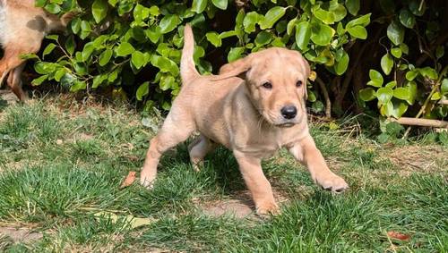 KC Registered Working Line Labrador Puppies for sale in Llandudno, Conwy - Image 9