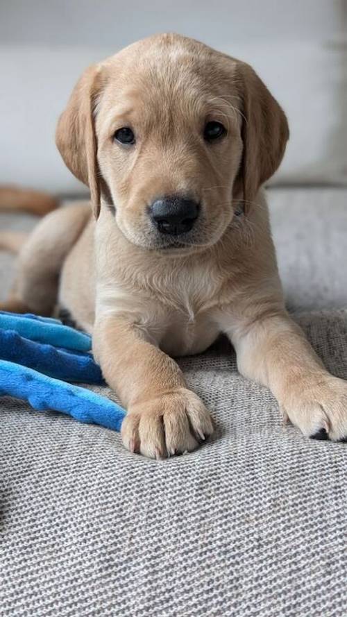 KC Registered Working Line Labrador Puppies for sale in Llandudno, Conwy - Image 10