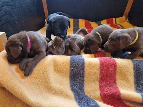 KC Registered Working/Pet Labrador Retriever Puppies for sale in Dereham, Norfolk