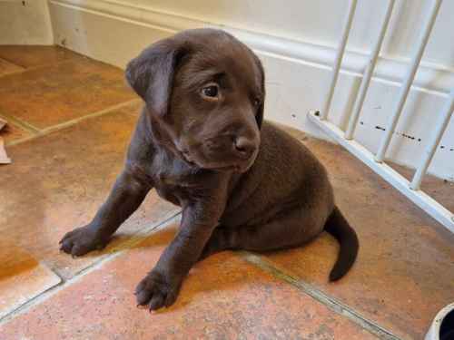 KC Registered Working/Pet Labrador Retriever Puppies for sale in Dereham, Norfolk