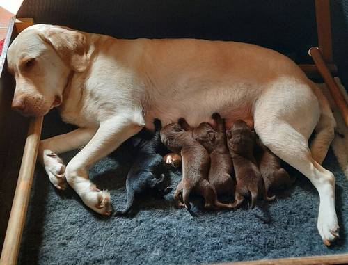 KC Registered Working/Pet Labrador Retriever Puppies for sale in Dereham, Norfolk - Image 1