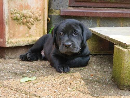 KC Registered Working/Pet Labrador Retriever Puppies for sale in Dereham, Norfolk - Image 4