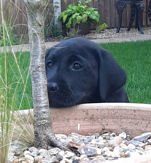 KC Registered Working/Pet Labrador Retriever Puppies for sale in Dereham, Norfolk - Image 5