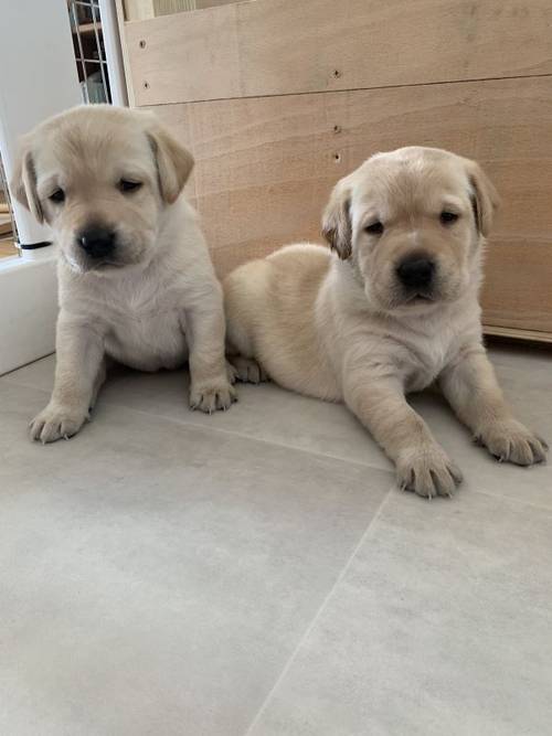 Kc registered yellow Labrador puppies for sale in Waterlooville, Hampshire - Image 2