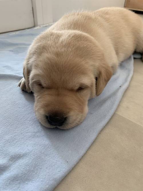 Kc registered yellow Labrador puppies for sale in Waterlooville, Hampshire - Image 3