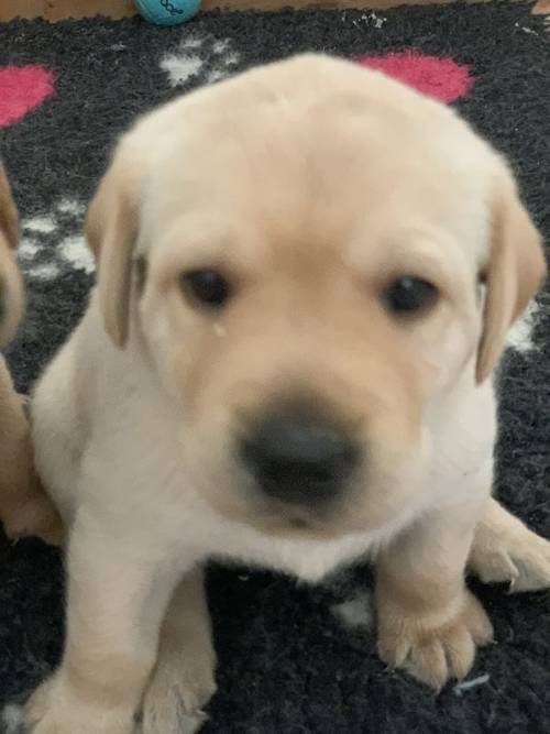 Kc registered yellow Labrador puppies for sale in Waterlooville, Hampshire - Image 5