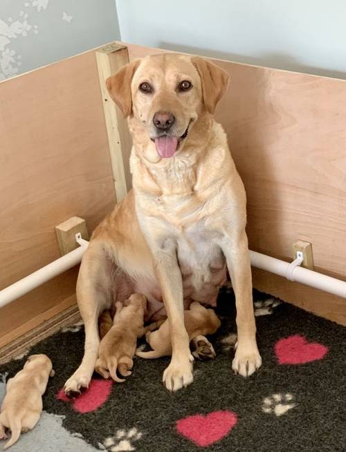 Kc registered yellow Labrador puppies for sale in Waterlooville, Hampshire - Image 6