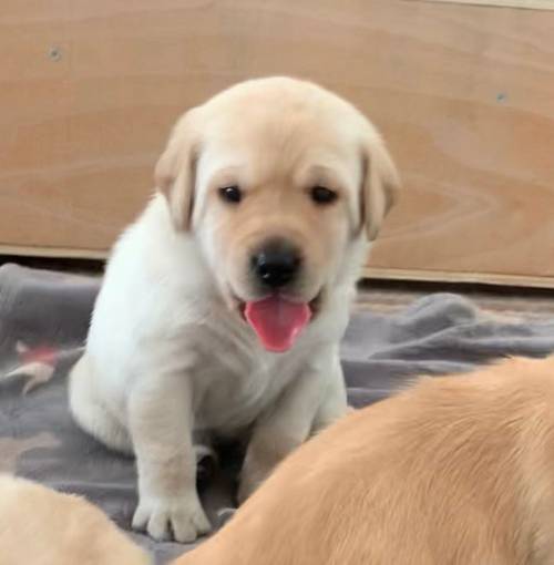 Kc registered yellow Labrador puppies for sale in Waterlooville, Hampshire - Image 7