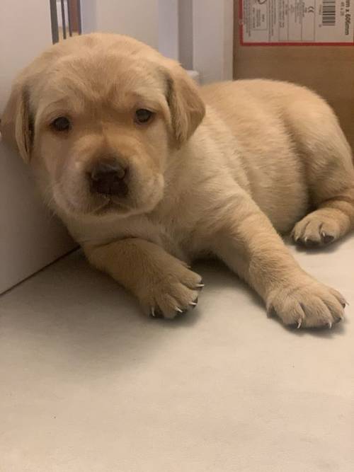 Kc registered yellow Labrador puppies for sale in Waterlooville, Hampshire - Image 10