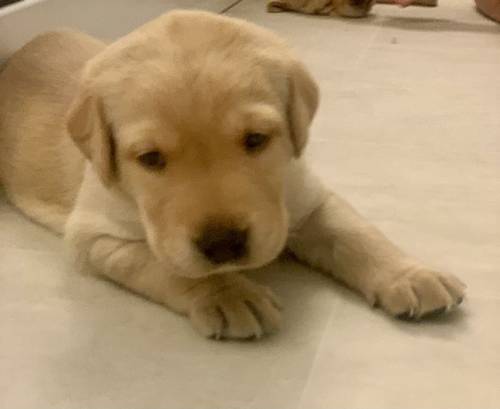 Kc registered yellow Labrador puppies for sale in Waterlooville, Hampshire - Image 11