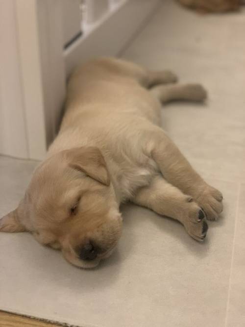 Kc registered yellow Labrador puppies for sale in Waterlooville, Hampshire - Image 12