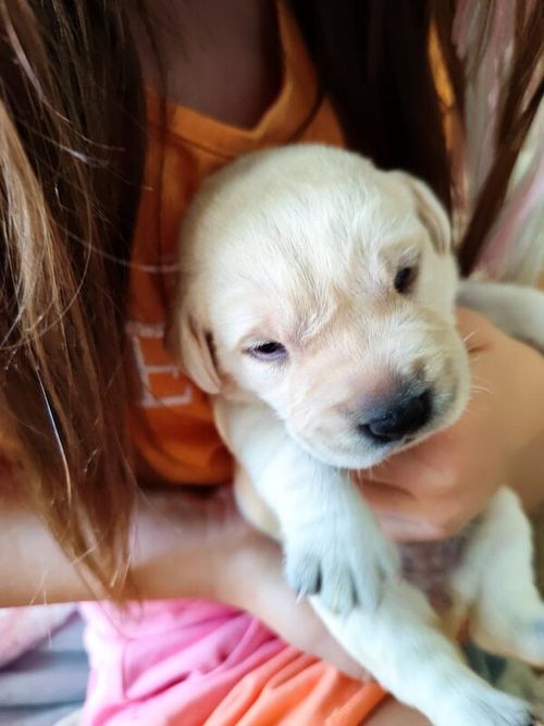 KC Registered Yellow Labrador puppies for sale in Swindon, Wiltshire