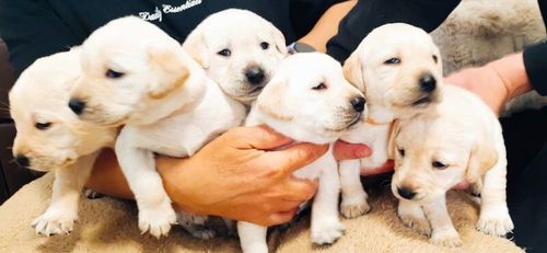 KC Registered Yellow Labrador puppies for sale in Swindon, Wiltshire