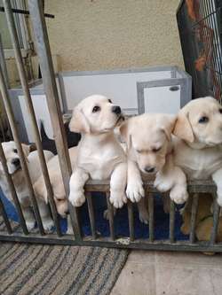 KC reg.Quality yellow boys for sale in Kingsbridge, Devon | Image 2