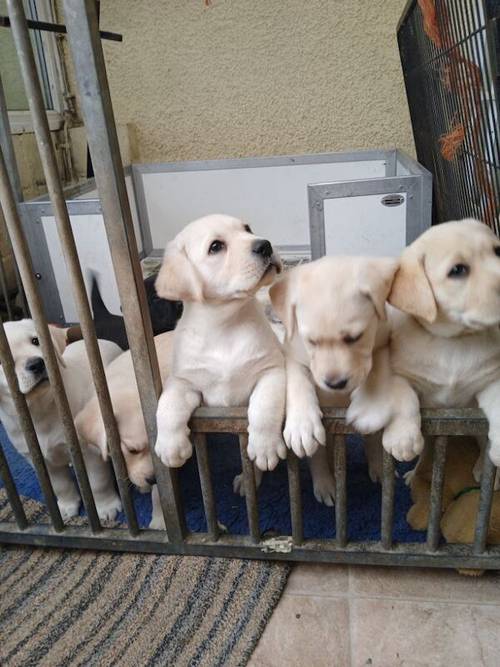 KC reg.Quality yellow boys for sale in Kingsbridge, Devon - Image 2