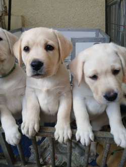 KC reg.Quality yellow boys for sale in Kingsbridge, Devon | Image 3