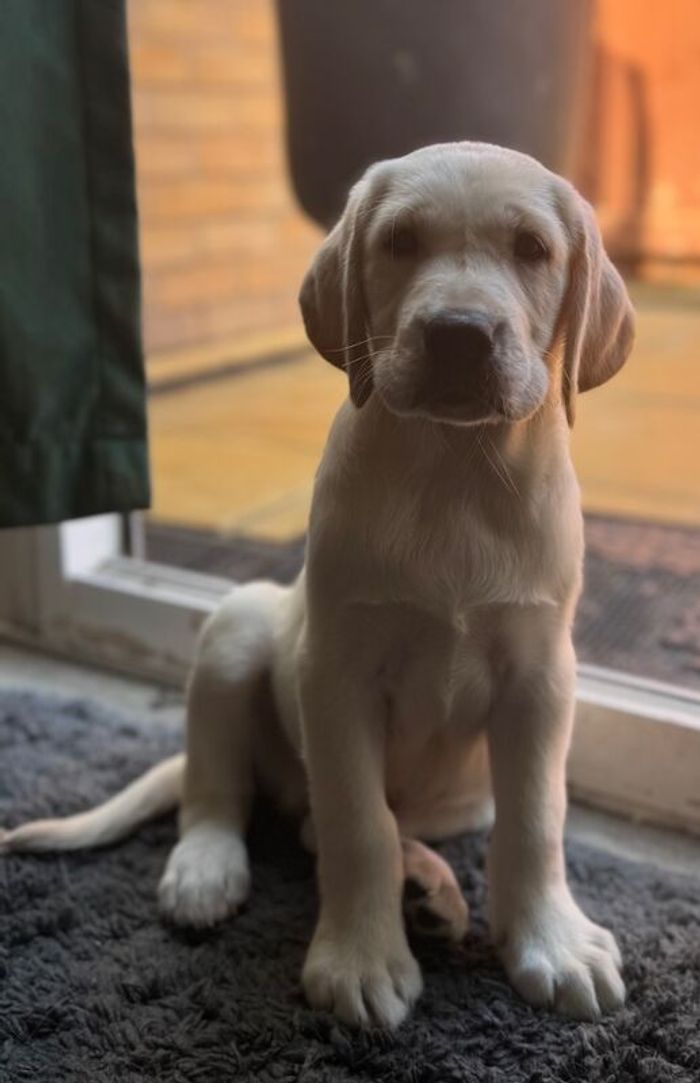 Labrador Retriever puppies for sale in Droitwich Spa, Worcestershire – KC registered, 9 weeks old