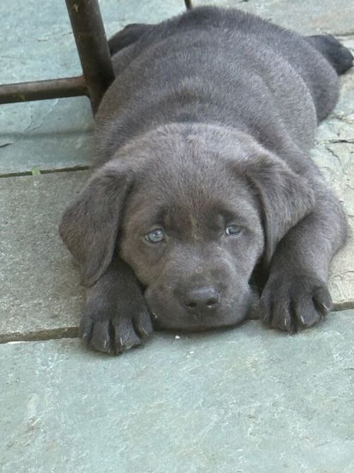 KC Silver & 1 Charcoal Labrador Pups 6 weeks for sale in Bishop's Stortford, Hertfordshire