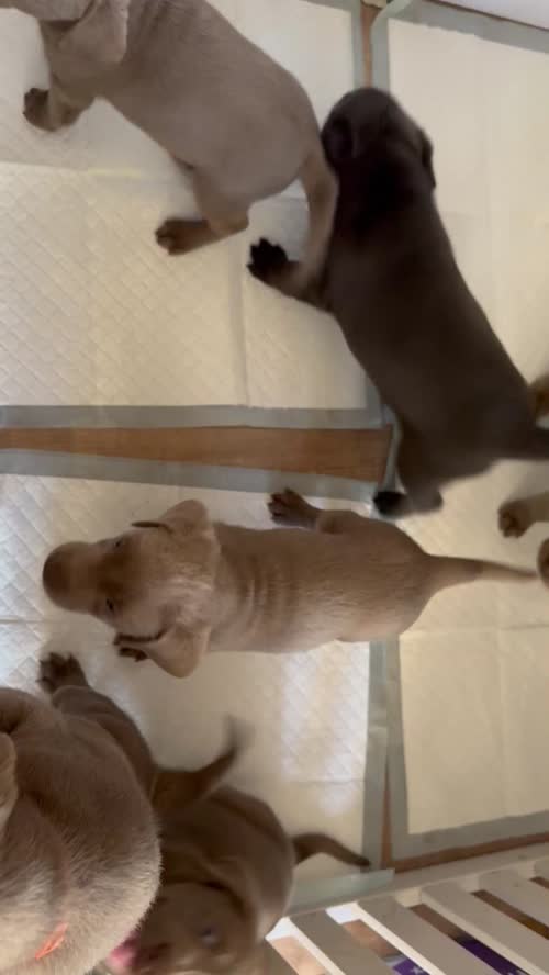 KC Silver & 1 Charcoal Labrador Pups 6 weeks for sale in Bishop's Stortford, Hertfordshire