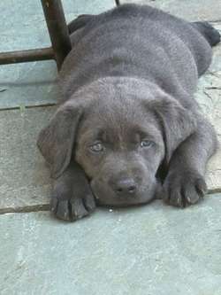 KC Silver & 1 Charcoal Labrador Pups 6 weeks for sale in Bishop's Stortford, Hertfordshire | Image 1