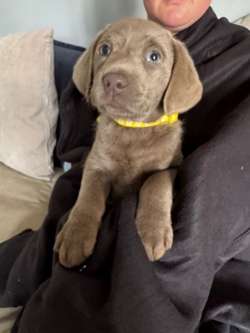 KC Silver & 1 Charcoal Labrador Pups 6 weeks for sale in Bishop's Stortford, Hertfordshire | Image 2