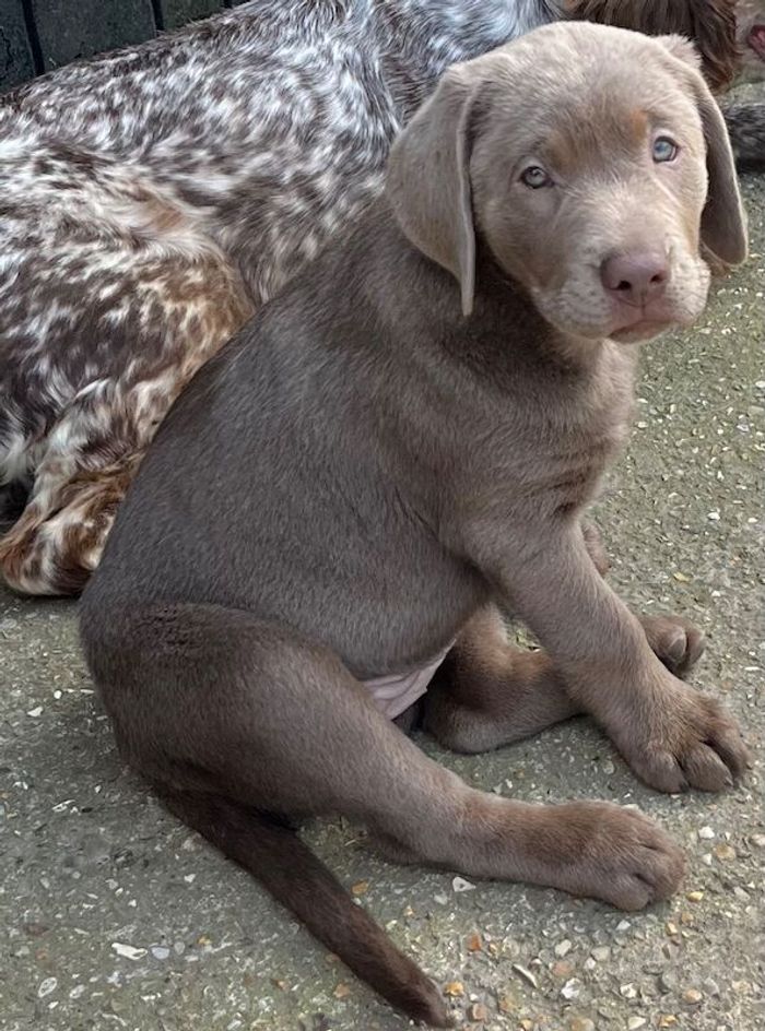 KC Silver Labrador