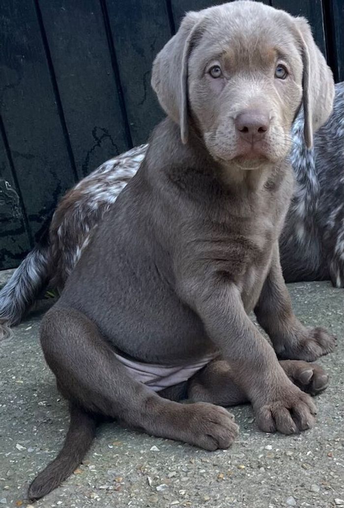 KC Silver Labrador - Image 2 of 3