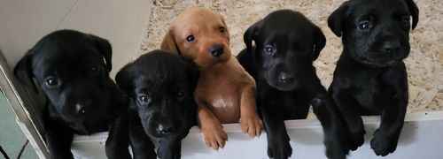 Stunning litter for sale in Dereham, Norfolk