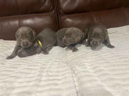 KC STUNNING SILVER PUPS for sale in Galston, East Ayrshire