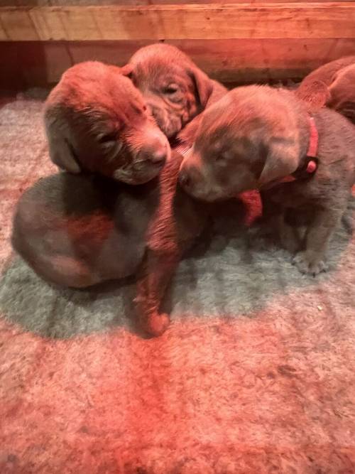 KC STUNNING SILVER PUPS for sale in Galston, East Ayrshire - Image 2