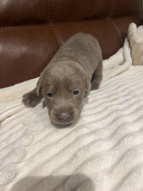 KC STUNNING SILVER PUPS for sale in Galston, East Ayrshire - Image 4