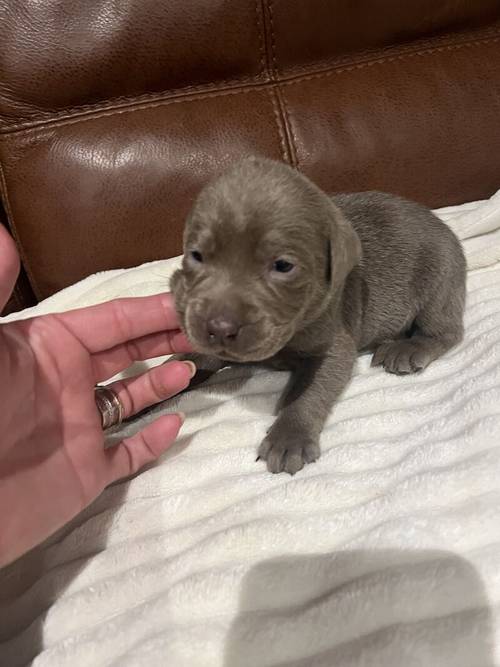 KC STUNNING SILVER PUPS for sale in Galston, East Ayrshire - Image 5