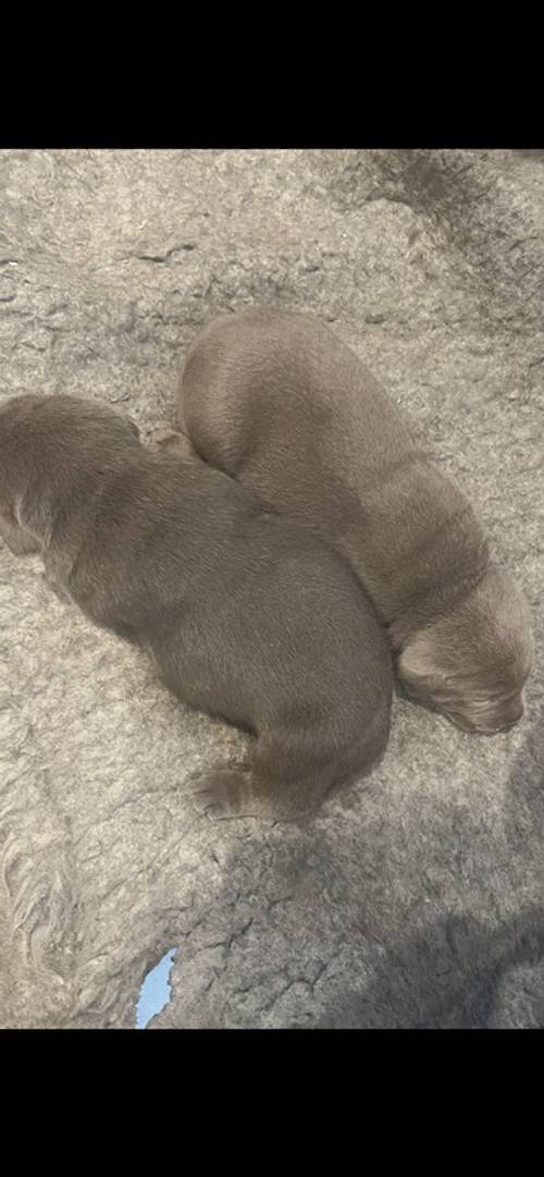 KC STUNNING SILVER PUPS for sale in Galston, East Ayrshire - Image 6