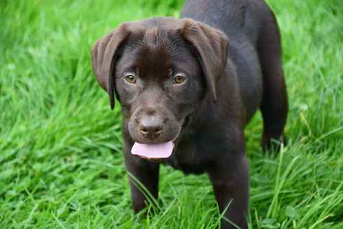 KC, top quality choc girl/black boy; super pedigree, bred for type and temperament for sale in Lockerbie, Dumfries and Galloway