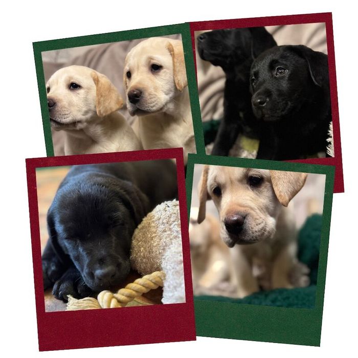 Labrador Retriever puppies for sale in Otley, West Yorkshire – KC registered, 10 weeks old