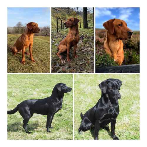 KC Working Labrador puppies for sale in Bishop Auckland, County Durham