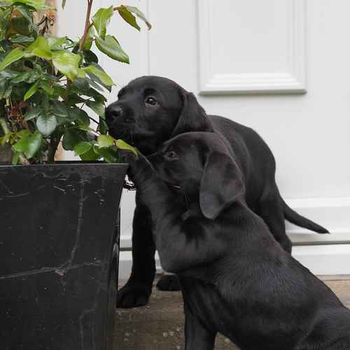 KC Working Labrador puppies for sale in Bishop Auckland, County Durham