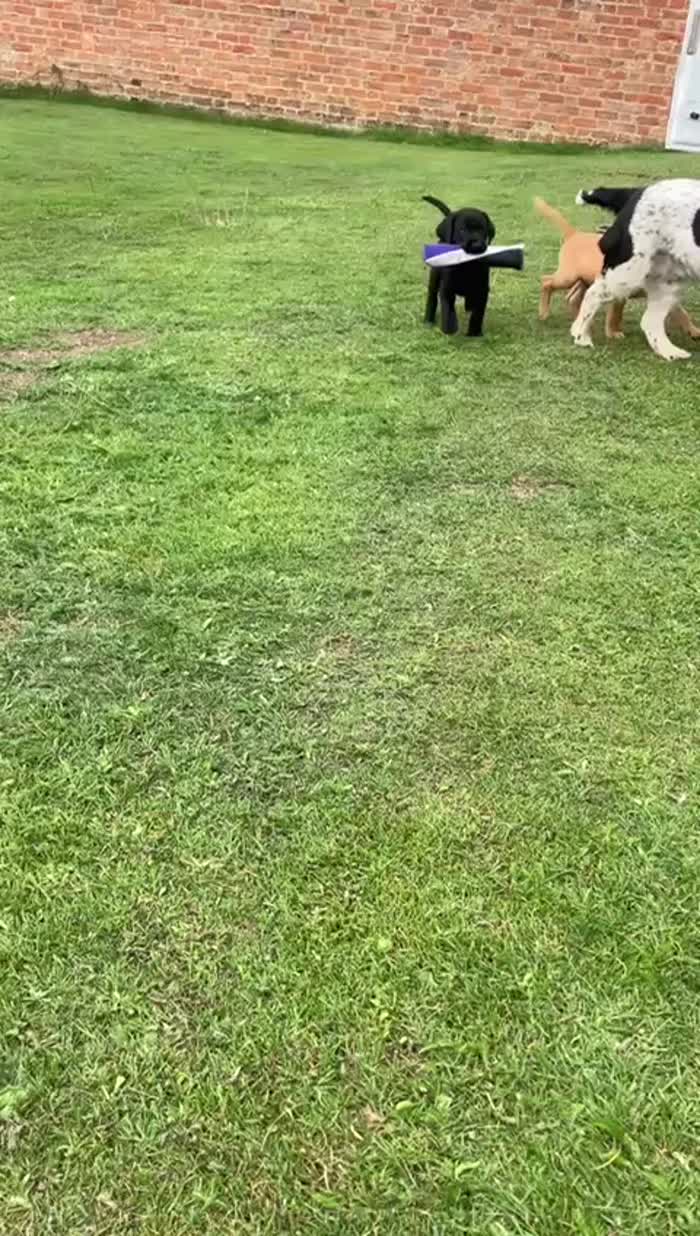 Labrador Retriever puppies for sale in Cambridgeshire – KC registered, 9 weeks old