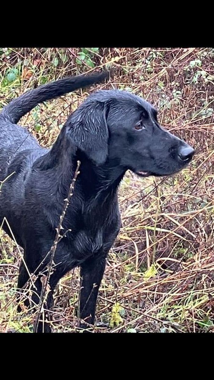 Labrador Retriever puppies for sale in Cambridgeshire – KC registered, 3 months old - Image 2 of 4