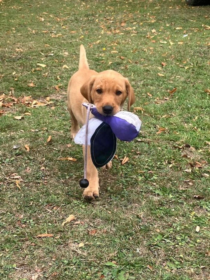 Labrador Retriever puppies for sale in Cambridgeshire – KC registered, 3 months old - Image 3 of 4