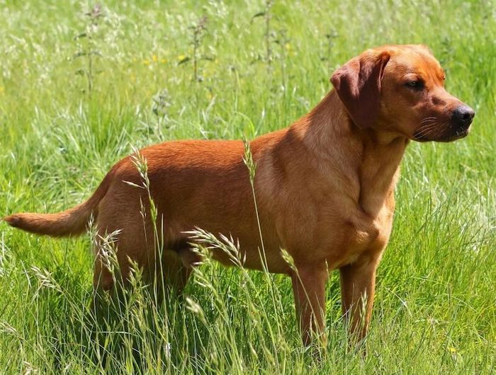 Labrador Retriever puppies for sale in Cambridgeshire – KC registered, 3 months old - Image 4 of 4