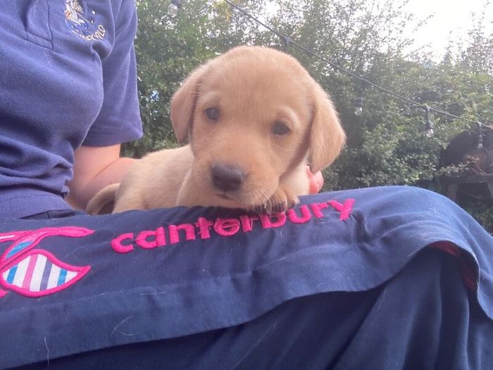 Labrador Retriever puppies for sale in Burntwood, Staffordshire – KC registered, 5 weeks old