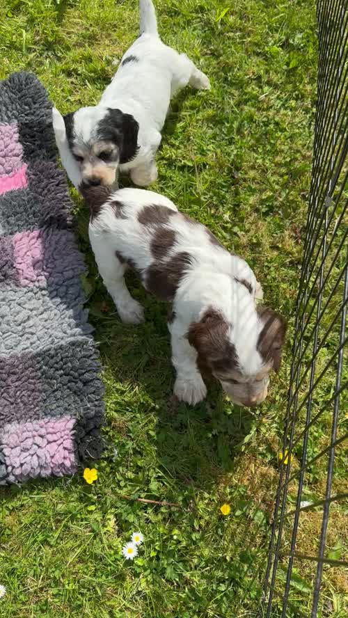 KCreg Quality puppies in stunning colours for sale in Lockerbie, Dumfries