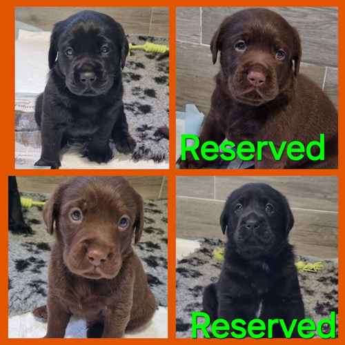 Kc.Reg.Health tested,wonderful,loving puppies for sale in Wisbech, Cambridgeshire