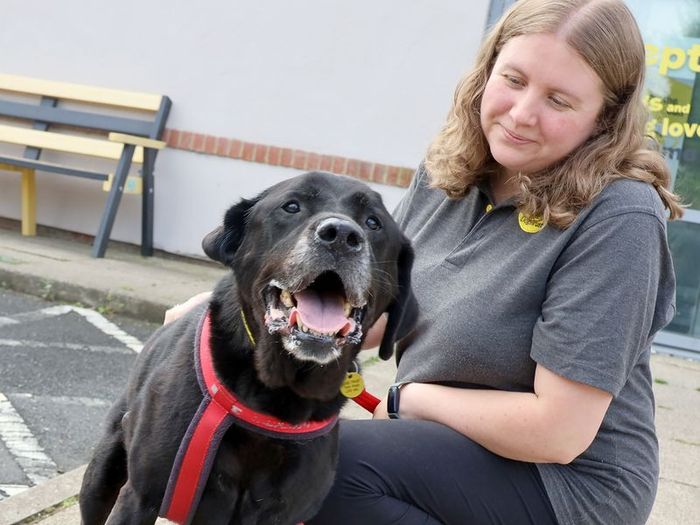 Labrador Retriever for adoption in Leeds, Yorkshire – 10 years old