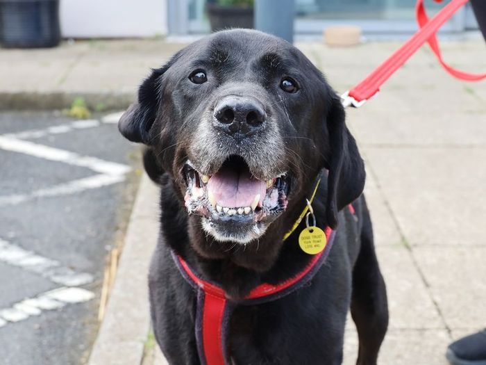 Labrador Retriever for adoption in Leeds, Yorkshire – 10 years old - Image 3 of 3